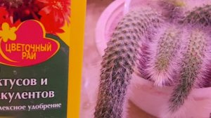 Уход за кактусом Хильдавинтера  Калодеманонис / обезьяний хвост 05-02-2025