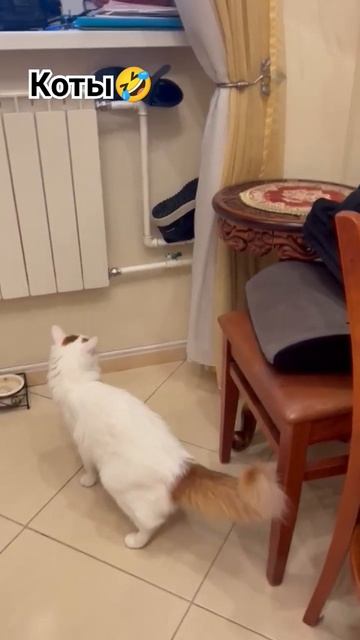 КОТЫ - ЭТО РЖАКА🤣 мои знакомые мне шлют, я вам🤣 #кошки #котики #cats #animals#home #дом #приколы смотреть онлайн