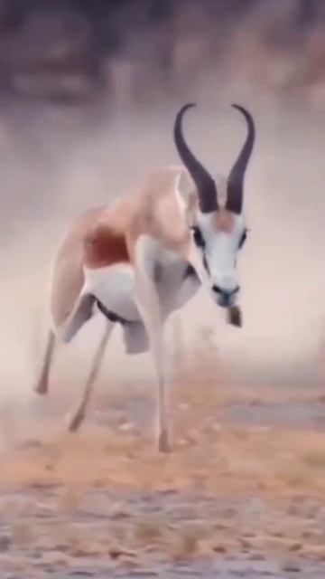 Leopard chasing antelope смотреть онлайн