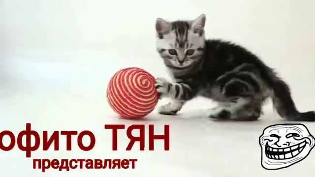 Моё интро больше менять не буду сорри ч.о смотреть онлайн