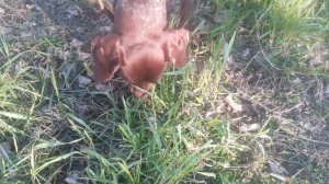 Как называется животное, которое питается травой?
Ответ: ТРАВОЯДНОЕ.