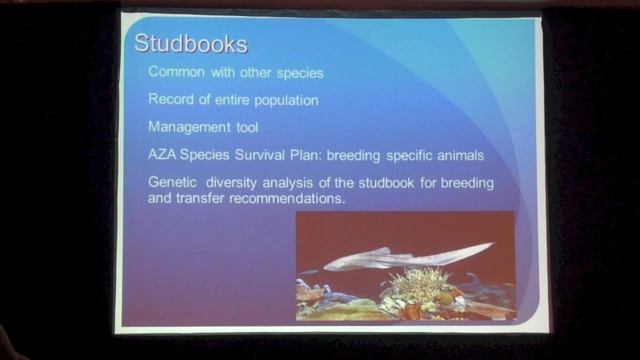 Reproduction and husbandry of captive zebra sharks(Stegostoma fasciatum) Репродукция и содержание зе