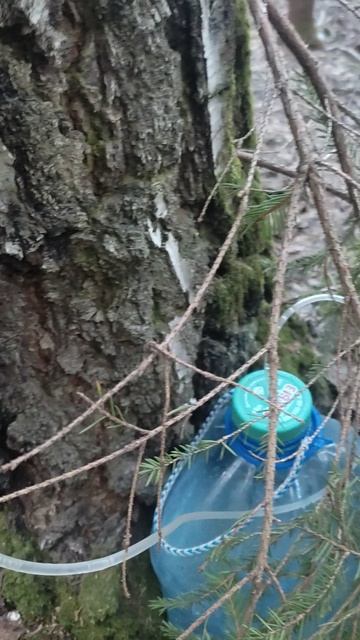 гуляем по лесу смотреть онлайн