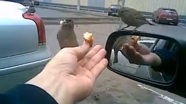 Воробьи.mp4 смотреть онлайн