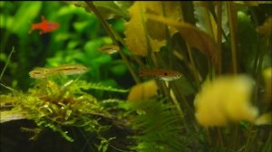 Boraras urophthalmoides and Boraras naevus