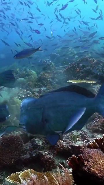 Humphead parrotfish 😍 #shorts #travel2sea #rajaampat #ocean #marinelife #diving #discoverocean смотреть онлайн