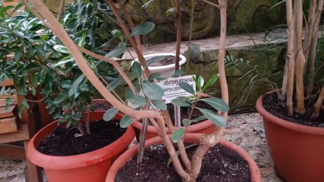 ботаническй сад институт в уфе | Botanical Garden In Ufa, Russia | Bashkir State Medical University смотреть онлайн