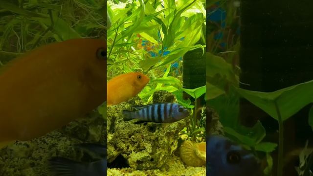 Цихлидник смотреть онлайн