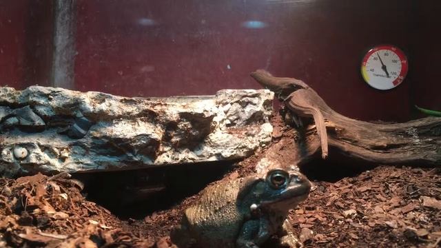 Bufo Alvarius comiendo grillos смотреть онлайн