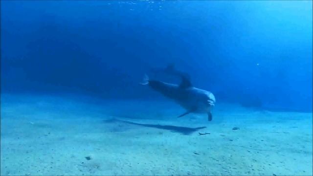 NEW RELAX MUSIC-DOLPHINS WORDS...