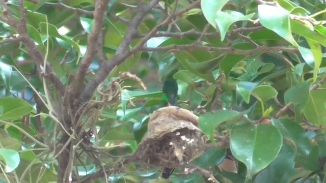 WHITE NECKED JACOBIN (FLORISUGA MELLIVORA) FEMALE HUMMINGBIRD FEEDING BABY AT NEST смотреть онлайн