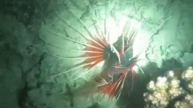 Clearfin Lionfish смотреть онлайн