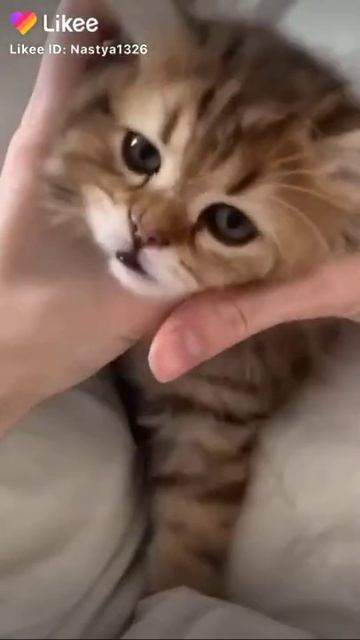 Милая кошка правда???????? смотреть онлайн