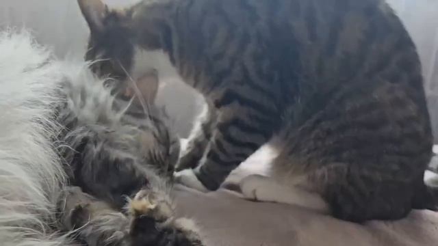 Уход за изделиями из меха: стирка, сушка, глажка. смотреть онлайн