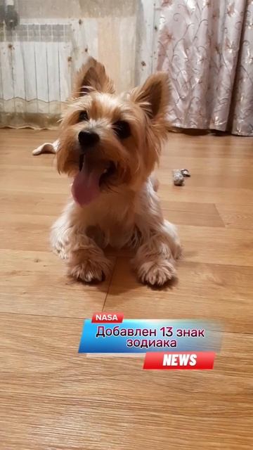 А у вас изменился знак зодиака?#йоркирулят #питомцы #гороскоп #новость_дня смотреть онлайн
