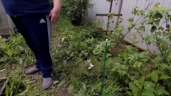 596ч Белореченск рай для клубники/Живём на юге России/Переехали с Урала