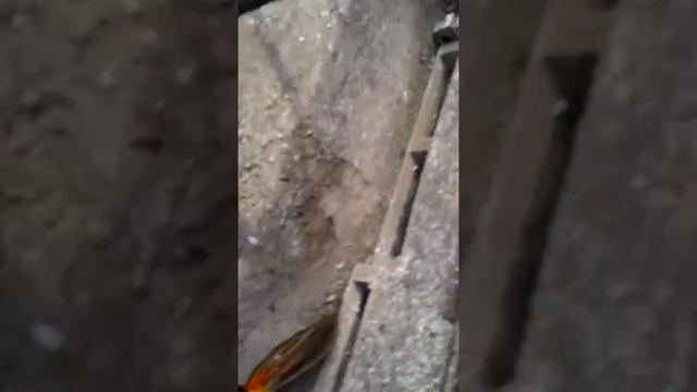 Дрессировка фазана смотреть онлайн