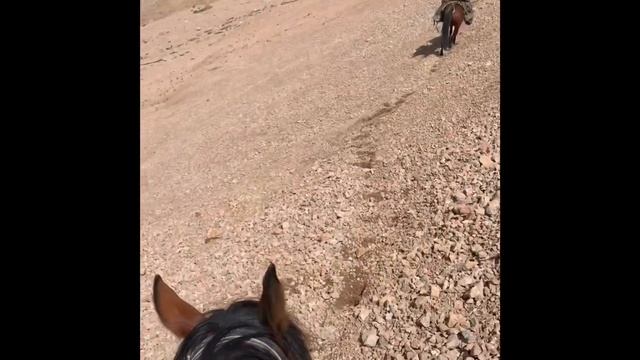 Hunting mid Asian Ibex with bow and rifle in Kyrgyzstan смотреть онлайн
