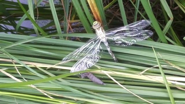 Birth of a Dragonfly / Tondihobu sünd смотреть онлайн