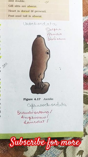 examples of Urochordata and cephalochordata #biology #motivation #study #neet2024 #shorts #ncert смотреть онлайн