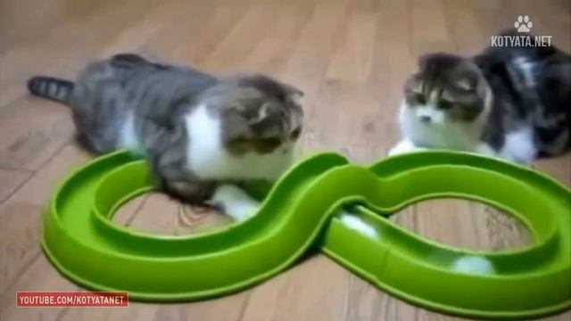 😺 ПРИКОЛЫ С КОШКАМИ И КОТЯТАМИ/FUNNY CATS AND KITTENS HD 2017 #23 смотреть онлайн