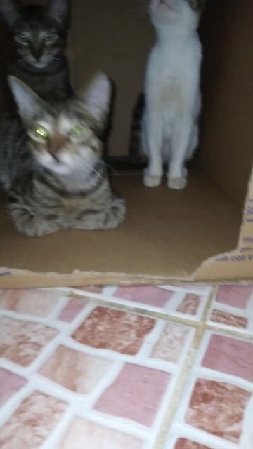 hiding in the box##shorts#video#cat#box смотреть онлайн