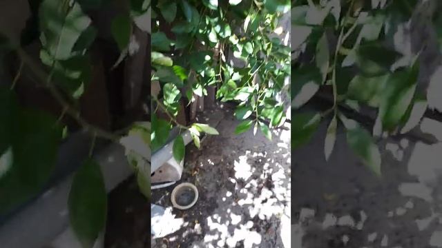 Без кота и жизнь не та. Любовь кота и собаки. смотреть онлайн