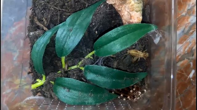Acanthoscurria geniculata feeding time смотреть онлайн