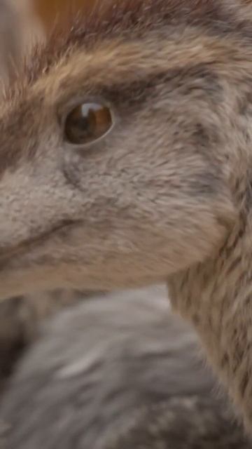 Baby Steps | Prehistoric Planet 2 Clip #shorts