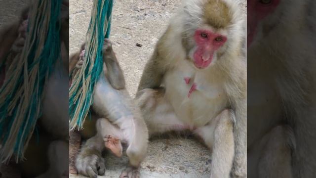 Inseparable Baby Friends, Part 4【Beautiful Wild Snow Monkeys in Hell Valley】 #shorts смотреть онлайн
