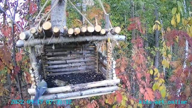 Вьюрок смотреть онлайн