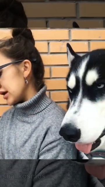 Маша Космос. Хаски в квартире смотреть онлайн