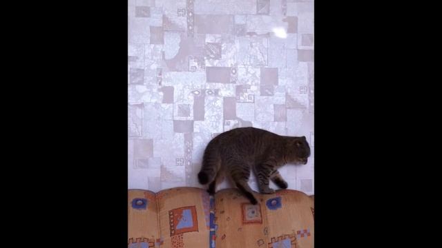 Кот и солнечный заяц 2 смотреть онлайн