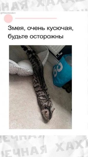 Мемы и мемы #приколы #мемы #мем #лютыеприколы #юмор #хахашечная #рекомендации