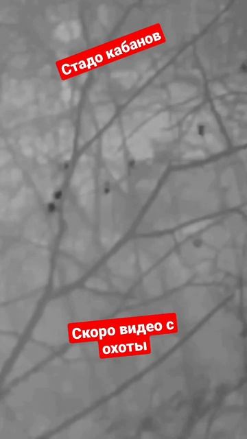 охота на кабана, вышло огромное стадо! видео скоро тут 👉@ohotaotpervogolitsa #hunter #hunting смотреть онлайн