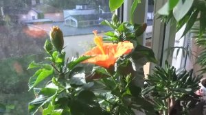 цветем и пахнет - новые фиалочки и старые знакомцы. Рената Смирнова.