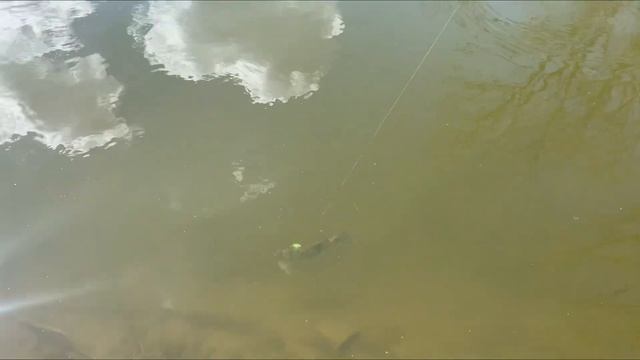 Супер рыбалка на озере!Много большой рыбы!!!Ловля на блесну!🐟🎣#fish#fishing #рыба#рыбалка смотреть онлайн