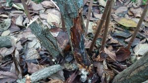 Метельчатые гортензии, проблемы старых ветвей