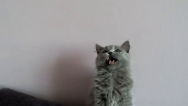 Кошка просит отдать игрушку. смотреть онлайн