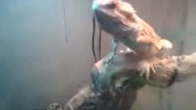 pogona vitticeps смотреть онлайн