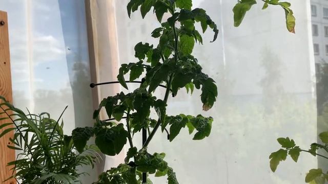 Как я формирую томаты, которые растут на балконе смотреть онлайн