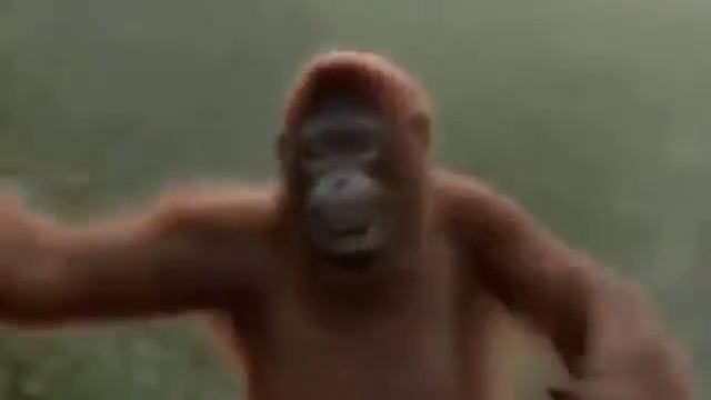 Танец Макаки