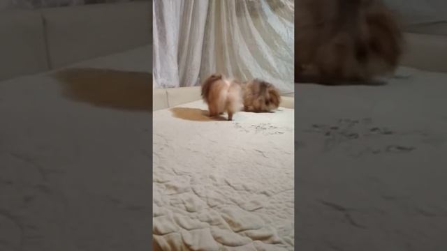 Атос и Арамис смотреть онлайн