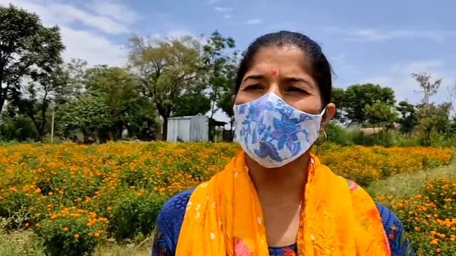 Sharmila Devi of Gaghwal is generating a monthly income of 40,000 from Marigold flower cultivation смотреть онлайн