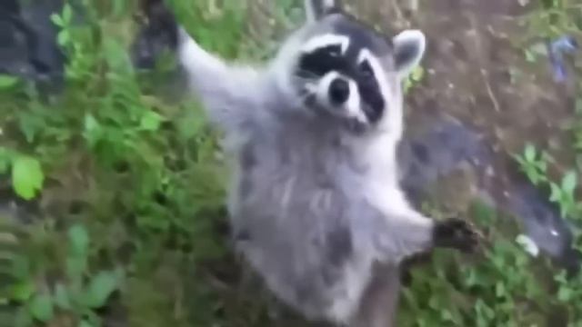 Смешный еноты \ Funny raccoons смотреть онлайн