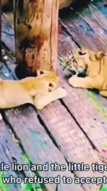 female Lion Vs Male tiger. #shorts #youtubeshorts #youtube #youtuber смотреть онлайн
