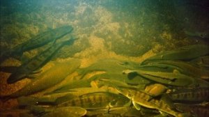 Яма здесь! Как на водоеме найти яму без маркерного груза, эхолота и снастей?