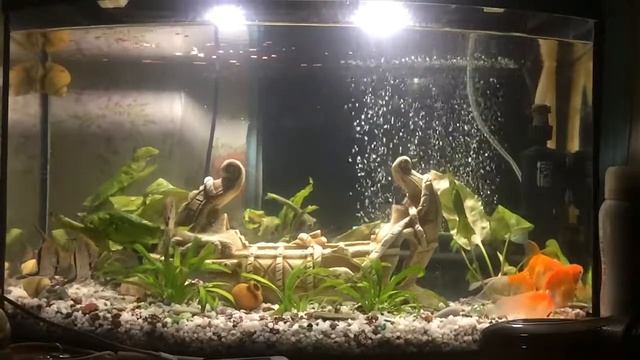 Мой аквариум 7 смотреть онлайн