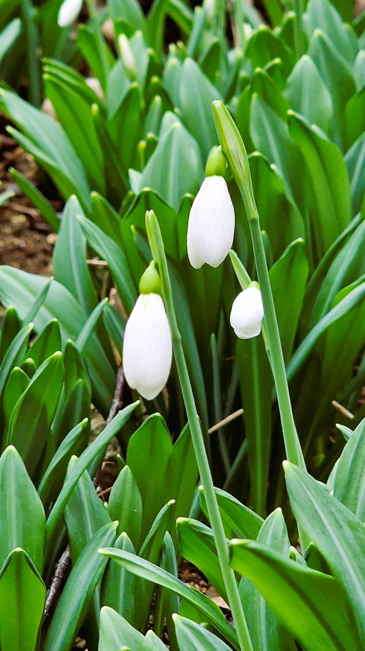 Крым. Первые подснежники смотреть онлайн