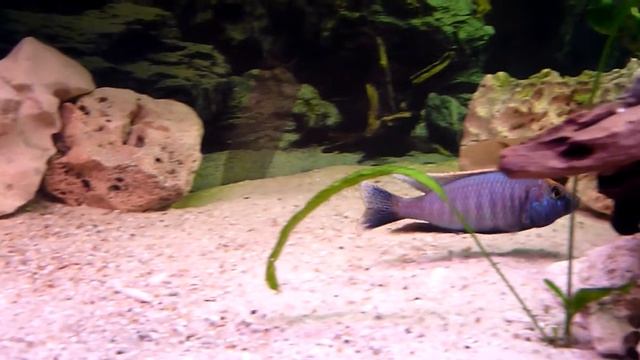 Otopharynx lithobates смотреть онлайн